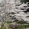2025年の桜