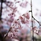 枝垂れ桜