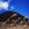 風に揺れるススキ。奥に榛名山