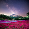 芝桜をまたがる天の川