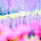 藤の花　あしかがフラワーパーク　その３