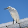 Snowy Egret No2 3-26-25