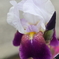 道端に咲く花
