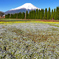 Mt. Fuji 山中湖 花の都公園 ネモフィラ 2025年4月30日_0065