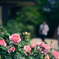 Rose Garden