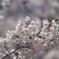 2025 地元の桜 1