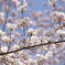 2025 地元の桜2