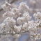 2025 地元の桜3