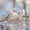 2025 地元の桜4