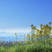 里山の春