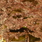 花見