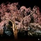 夜桜