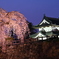 桜とお城