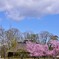桜日和