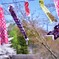 こいの季節