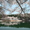 中子の桜