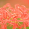 曼珠沙華