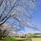 ソメイヨシノ\ 染井吉野