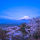満開の桜と富士