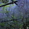 藤を楽しむ～白毫寺～