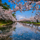 桜並木と岩木山