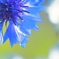 Blue Sky