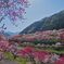 花桃の里