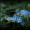 May's Blue Fairies