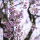 250427_八重枝垂れ桜