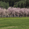 250427_八重枝垂れ桜
