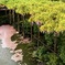 藤の花筏