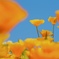 California poppy