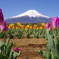 Mt. Fuji 山中湖 花の都公園 2025年4月30日K1-mⅡ-4383