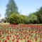 tulip