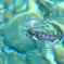 渓流の宝石