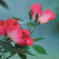 DSC00222. 清爽