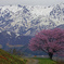 野平の一本桜　IMG9330zz