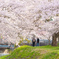 観音寺川桜並木