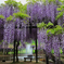 藤公園にて