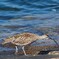 チュウシャクシギ