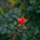 Blooming soon 