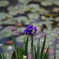 菖蒲