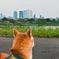 ゴールデンウィークのさんぽ