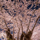 弘前公園の夜-Ⅺ