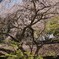 屋根映え