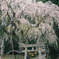 黒川天満神社のしだれ桜
