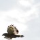 石垣島で見つけたカンムリワシ飛翔