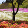 芝桜