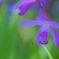 Purple Orchid