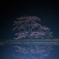 "霞の神龍夜桜"
